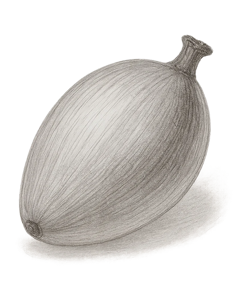 Chleopatra batana olie elaeis oleifera 05714321001770 frugt